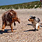 Twist und Smoke in Holland