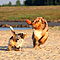 Twist und Smoke in Holland