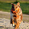 Twist und Smoke in Holland
