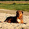 Twist und Smoke in Holland