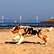 Twist und Smoke in Holland