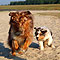 Twist und Smoke in Holland