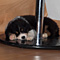 Sternchen-Besuch