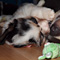 Sternchen-Besuch