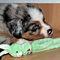 Sternchen-Besuch