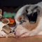 Sternchen-Besuch