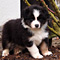 Sternchen-Besuch