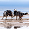 Sommerurlaub in D�nemark
