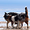 Sommerurlaub in D�nemark
