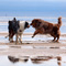 Sommerurlaub in D�nemark