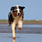 Sommerurlaub in D�nemark