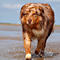 Sommerurlaub in D�nemark