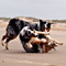 Sommerurlaub in D�nemark
