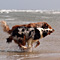 Sommerurlaub in D�nemark