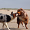 Sommerurlaub in D�nemark