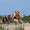 Sommerurlaub in D�nemark