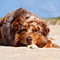 Sommerurlaub in D�nemark