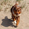 Sommerurlaub in D�nemark
