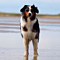 Sommerurlaub in D�nemark