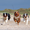 Sommerurlaub in D�nemark