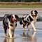 Sommerurlaub in D�nemark