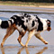 Sommerurlaub in D�nemark