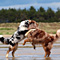 Sommerurlaub in D�nemark