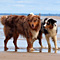 Sommerurlaub in D�nemark