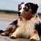Sommerurlaub in D�nemark