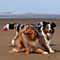 Sommerurlaub in D�nemark