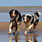 Sommerurlaub in D�nemark