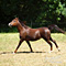 WildOrchid Stable