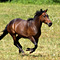 WildOrchid Stable