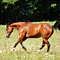 WildOrchid Stable