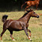 WildOrchid Stable