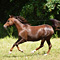 WildOrchid Stable