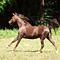 WildOrchid Stable