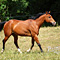 WildOrchid Stable