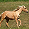 WildOrchid Stable