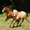 WildOrchid Stable