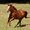 WildOrchid Stable