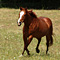 WildOrchid Stable