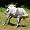 WildOrchid Stable