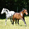 WildOrchid Stable