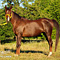 WildOrchid Stable