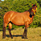 WildOrchid Stable