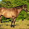WildOrchid Stable