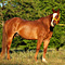 WildOrchid Stable
