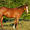 WildOrchid Stable