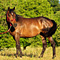 WildOrchid Stable